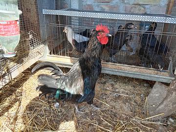 Gallo Marans Australorp