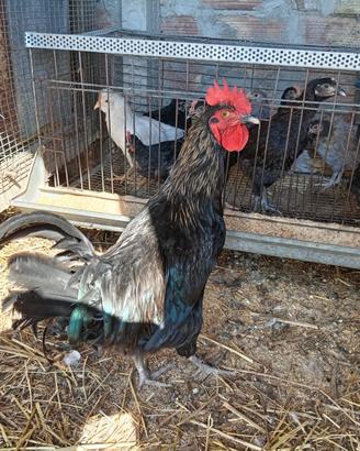Gallo Marans Australorp