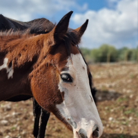 Puledro paint horse baio overo