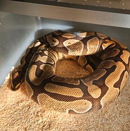 Pitone reale / python regius
