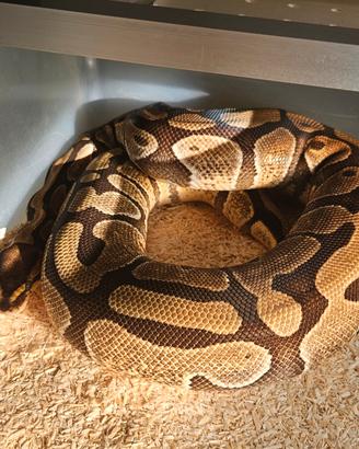 Pitone reale / python regius