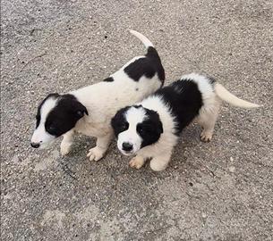 Cuccioli incrocio Border Colly in adozione