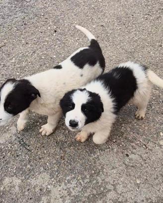 Cuccioli incrocio Border Colly in adozione