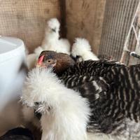 Pulcini di varie razze