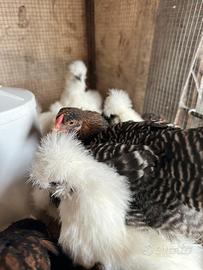 Pulcini di varie razze