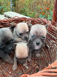 Chihuahua cuccioli se qualcuno interessato