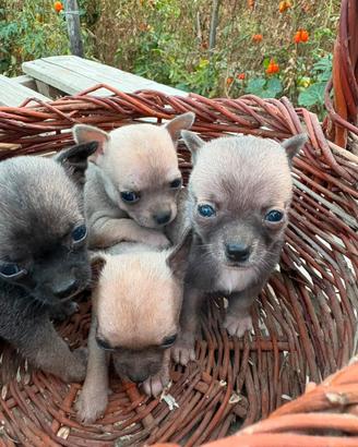 Chihuahua cuccioli se qualcuno interessato