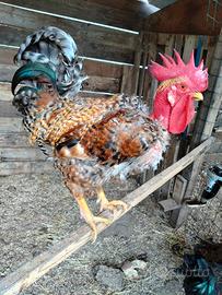 Polli gallo gallina collo nudo