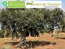 oliveto-seminativo-di-8-ettari