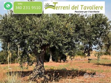 Oliveto/Seminativo di 8 Ettari