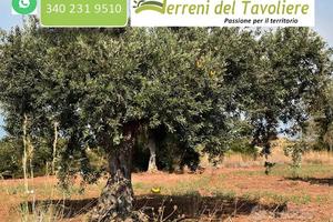 Oliveto/Seminativo di 8 Ettari