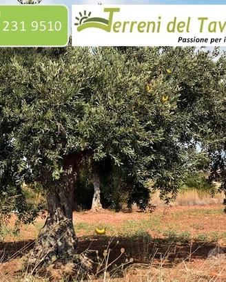 Oliveto/Seminativo di 8 Ettari