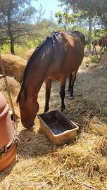 cavallo 