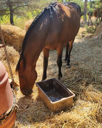 cavallo 