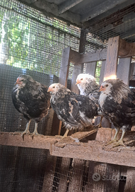 Pulcinotti di razza araucana