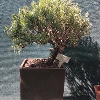 rosmarino bonsai