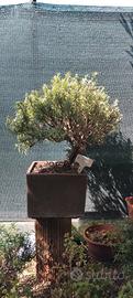 rosmarino bonsai