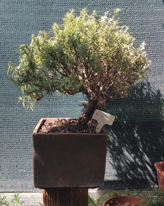 rosmarino bonsai