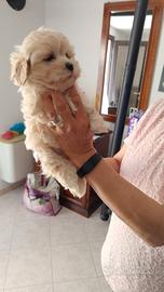 Cuccioli maltese