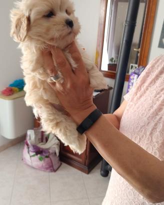 Cuccioli maltese