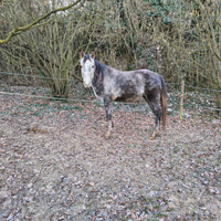 Puledro quarter pronto doma