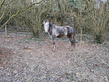 Puledro quarter pronto doma