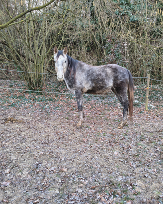 Puledro quarter pronto doma