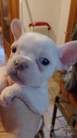 Cuccioli di bulldog francese