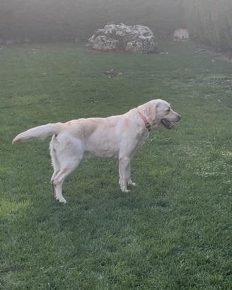 Labrador
