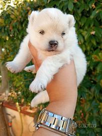 Cucciola volpino Pomerania