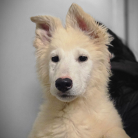 Ultime 2 cucciole di Pastore Svizzero Bianco