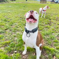 Pitbull 5 anni