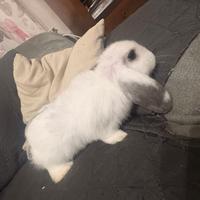 Coniglio Ariete Nano