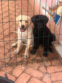 Labrador
