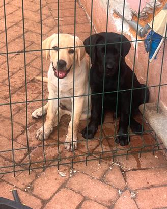 Labrador
