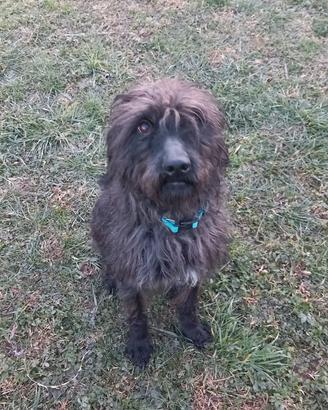 Cane in adozione