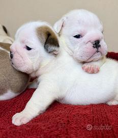 Cuccioli Bulldog Inglese