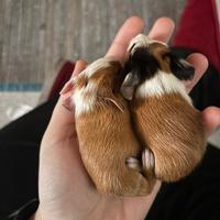 Porcellini d'india/ cavie