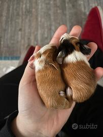 Porcellini d'india/ cavie