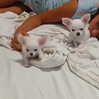 Cucciole chihuahua