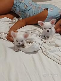 Cucciole chihuahua