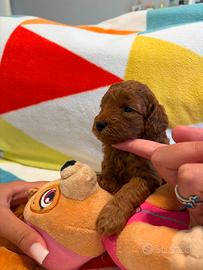 Cuccioli barboncino toy