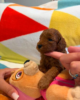 Cuccioli barboncino toy