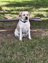 Labrador retriever