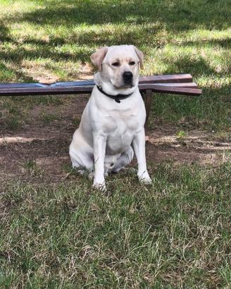 Labrador retriever