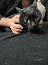 Gatto nero