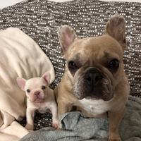 Ultima bulldog francese