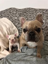 Ultima bulldog francese