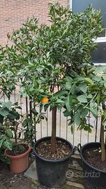 il GIARDINO degli AGRUMI. Piante adulte in vaso