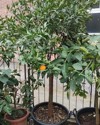 il GIARDINO degli AGRUMI. Piante adulte in vaso